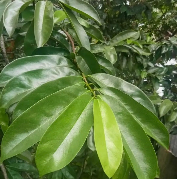 Soursop Tea Leaves